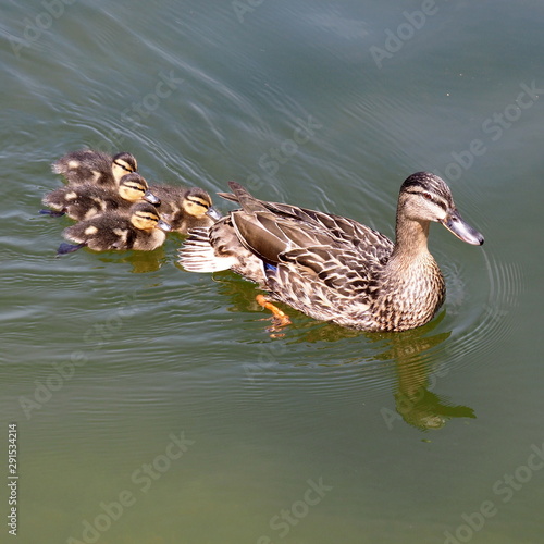 Famille de canard sur l'eau