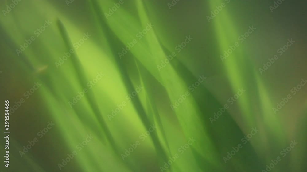 Grass green soft blurry video background Grass green soft blurry video background