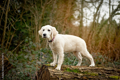 Retriever puppy standing on a tree stump in the woods