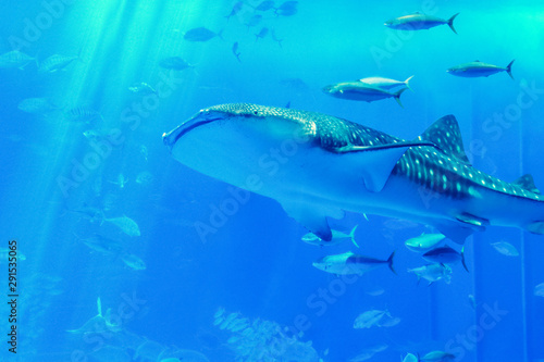 looking through the clear glass, the Whale Shark swimming in glass tank with a variety of the sea with around © Ingon