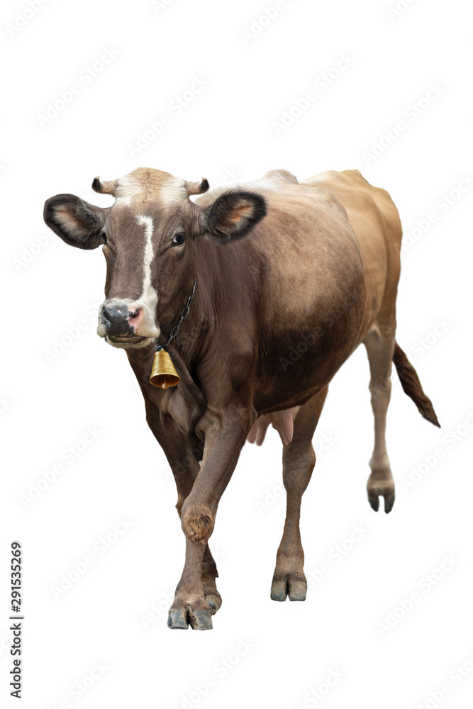 Running cow isolated on a white background.