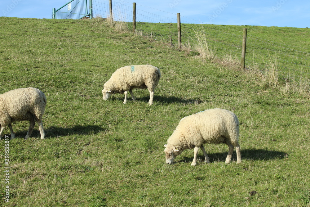 Sheep on the green dyke at Bensersiel, Northern Germany Sheep on the green dyke at Bensersiel, Northern Germany