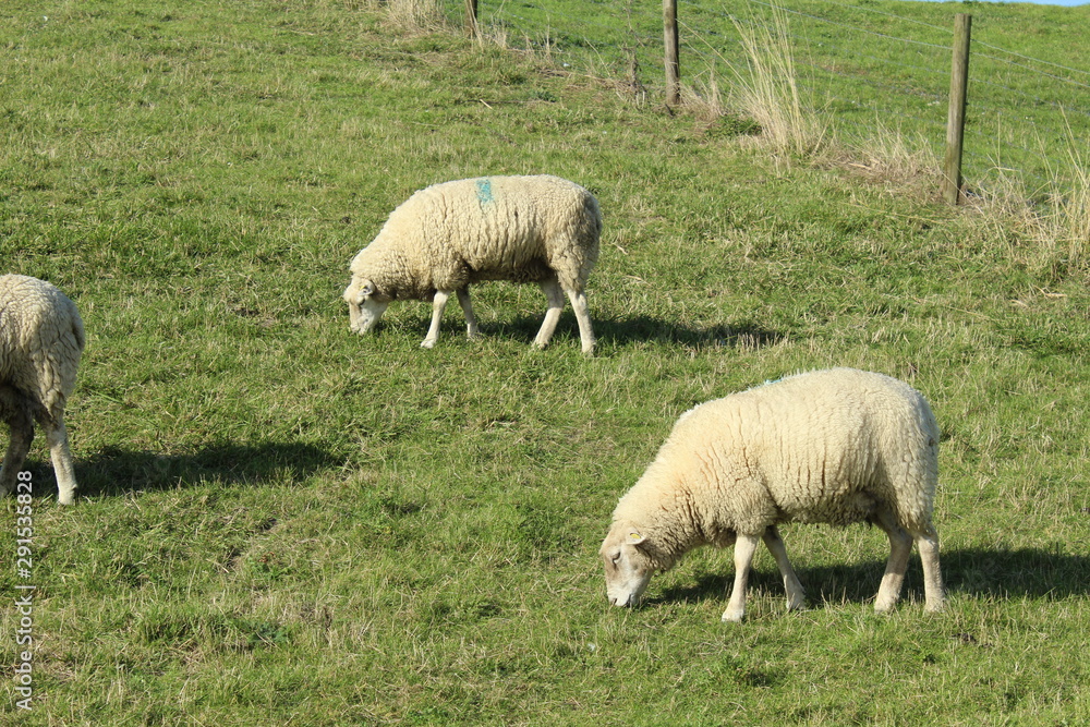 Obraz premium Sheep on the green dyke at Bensersiel, Northern Germany