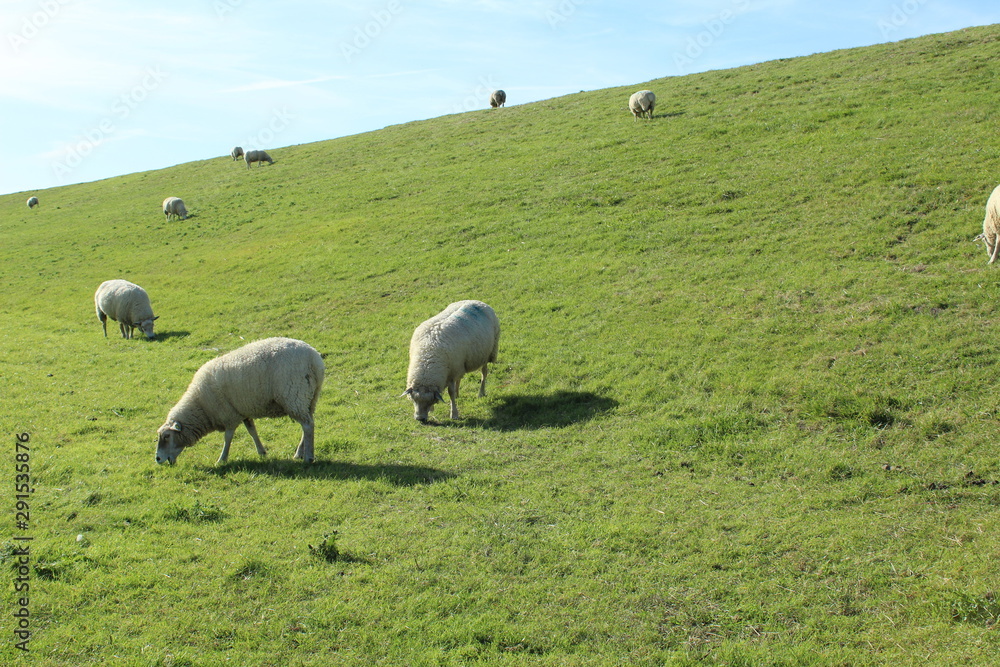 Sheep on the green dyke at Bensersiel, Northern Germany Sheep on the green dyke at Bensersiel, Northern Germany