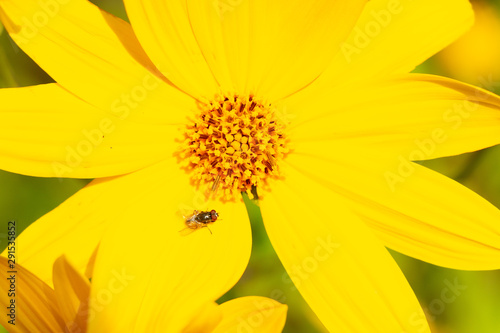 Fleur jaune et mouche