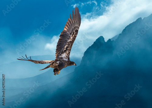 Bald Eagle Juvenile Over Foggy Mountains...Some Native Peoples Believe the Eagle can Take Your Dreams to Heaven