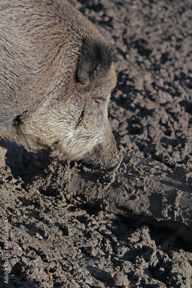 Wildschwein