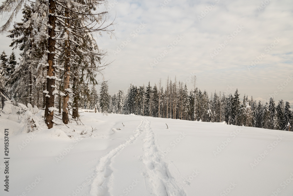 snowshoes steps on forest glade with forest on the background and blue sky with clouds