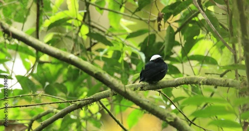 White-crowned manakin, Pseudopipra pipra, smal black bird in the tropic forest, Sumaco NP, Ecuador. Manakin in the habitat. photo