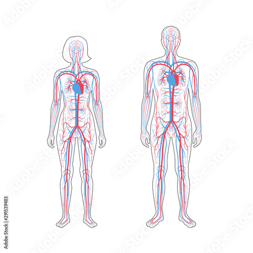 circulatory system anatomy
