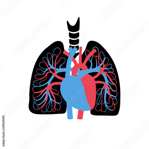 circulatory system anatomy
