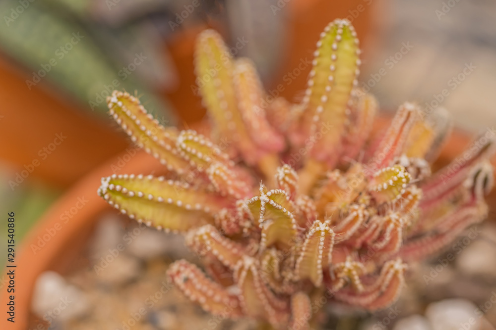 Cactus and Desert plants for background Cactus and Desert plants for background