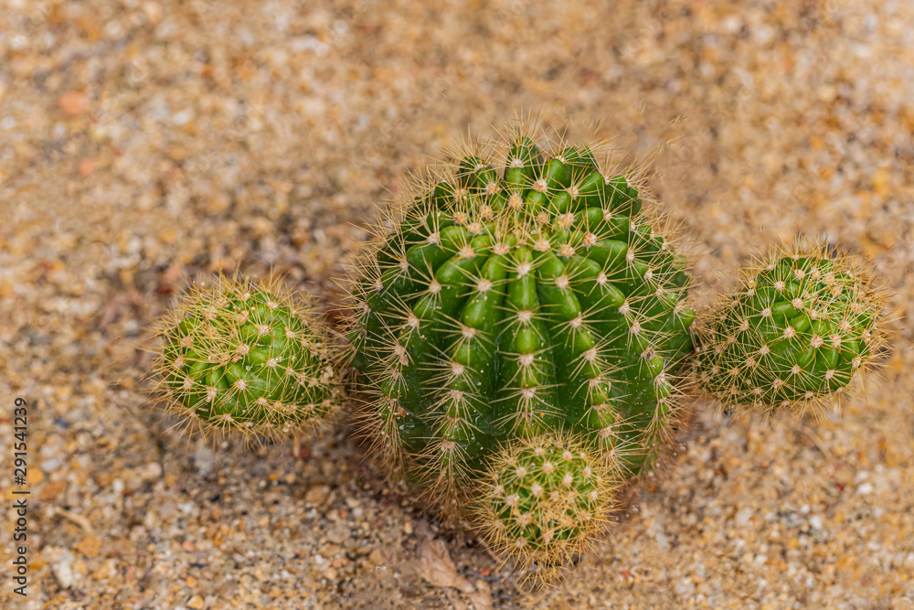 Fototapeta premium Cactus and Desert plants for background 