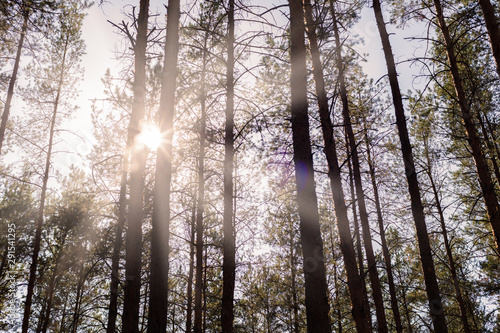 pine forest on a summer day