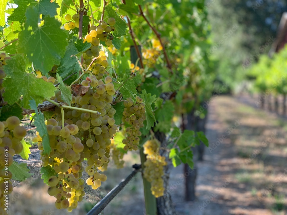 Fototapeta premium Viognier Grape Clusters