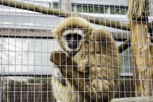 Orangutan locked cage