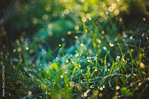 grass with dew drops closeup