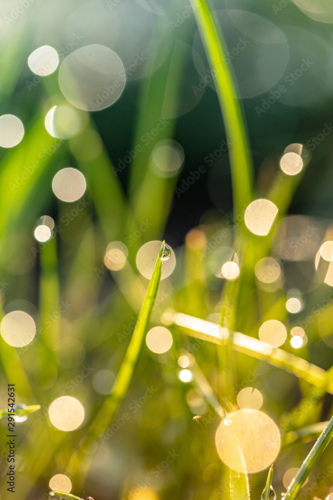 Obraz premium grass with dew drops closeup