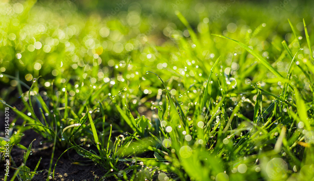 Obraz premium grass with dew drops closeup