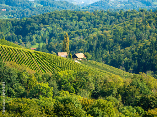 Weinberge in der Südsteiermark im Spätsommer photo