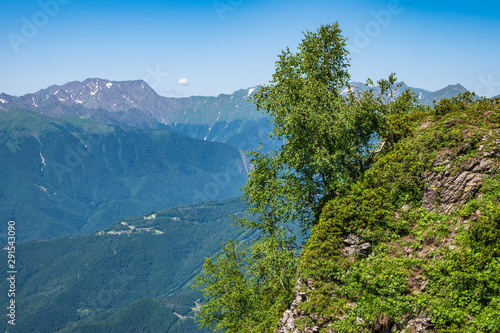 Trees on a rocky cliff against the background of a valley and high mountains