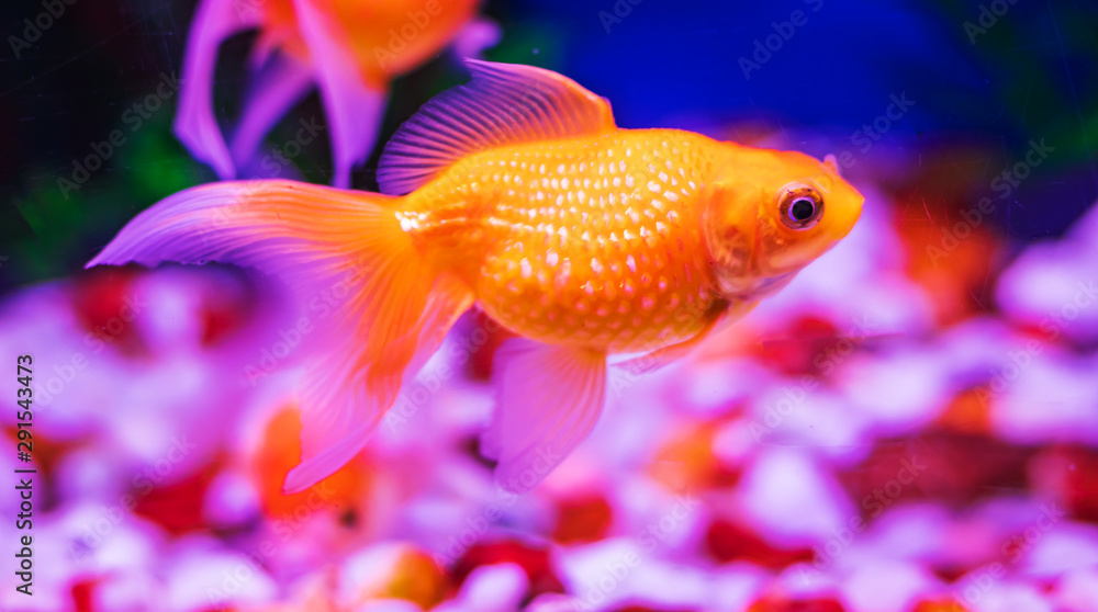 Colourful fishes in water. life in water lively background. Colourful fishes in water. life in water lively background.