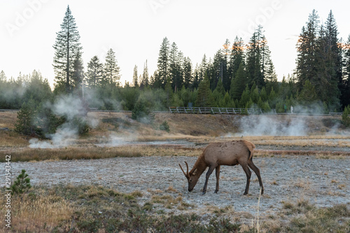 Deer in the Evening at Yellowstone NP