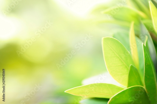 Closeup nature green for background/texture leaf blurred and greenery natural plants branch in garden at summer under sunlight concept design wallpaper view with copy space add text. fresh green leaf