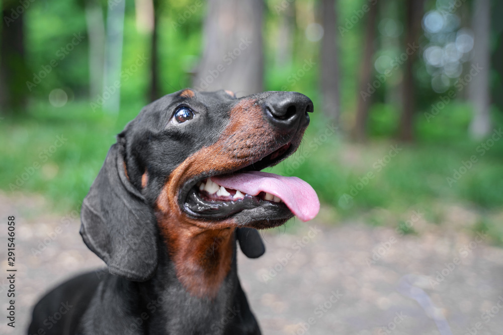 Happy dog ​​sits in the park. dachshund dog smiling on the grass background.