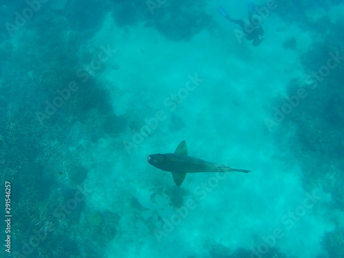 australia