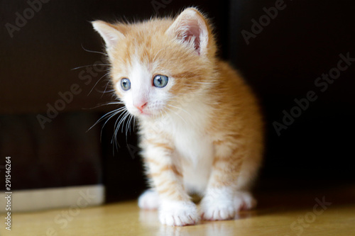Cute ginger kitten sitting at home