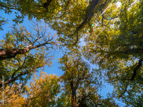 Blick nach oben im Herbstwald