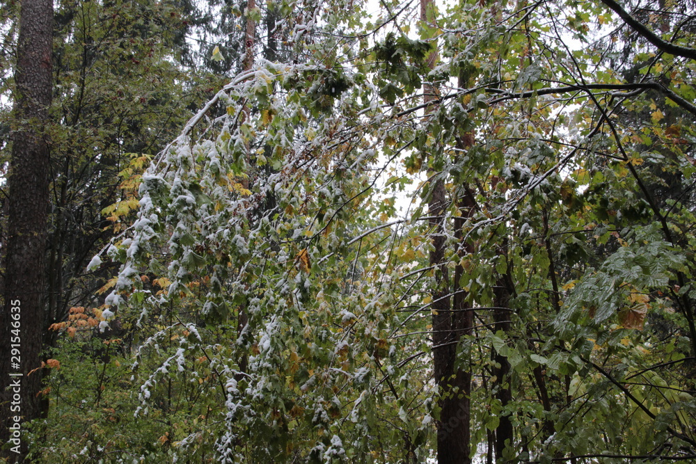 Heavy with snow bent tree branches with yellow and green leaves in autumn forest in cloudy day Heavy with snow bent tree branches with yellow and green leaves in autumn forest in cloudy day