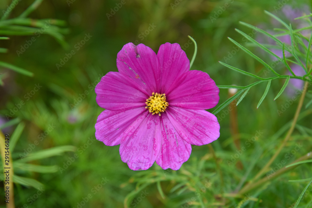 single isolated purple flower close up