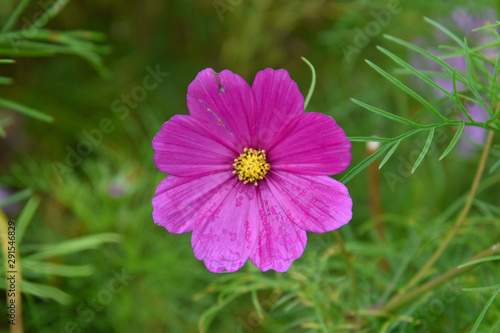 Obraz na płótnie single isolated purple flower close up w salonie