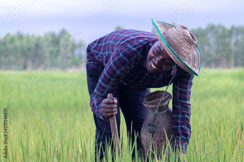 African man working on the green rice farm with smile and happy.