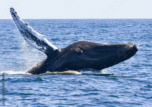 Humpback whale chin slapping on a sunny summer day. © maria t hoffman