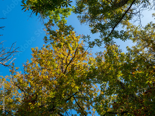 Blick nach oben im Herbstwald