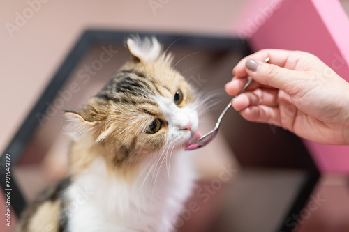 Konstfotografi 猫　おやつタイム