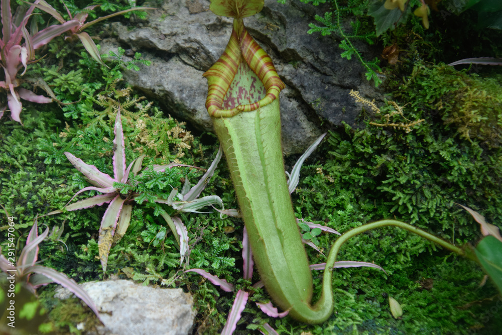 meat eater plant, tropical forest plant close up, botany