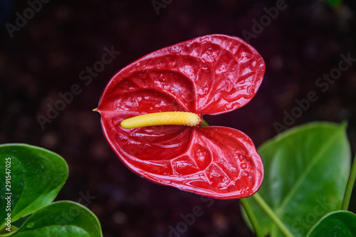 Obraz na płótnie red tropical flowers in the shape of the heart, botanical garden flower, close up w salonie