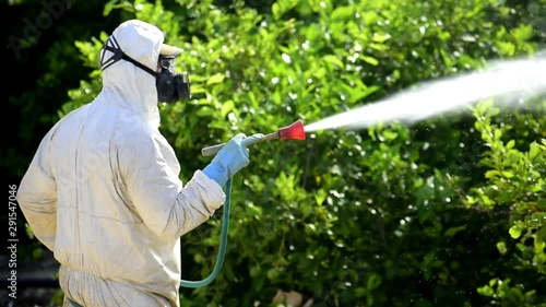 Worker in mask fumigating,  spraying toxic pesticides,  insecticide on fruit lemon growing plantation, Spain, 2019.  photo