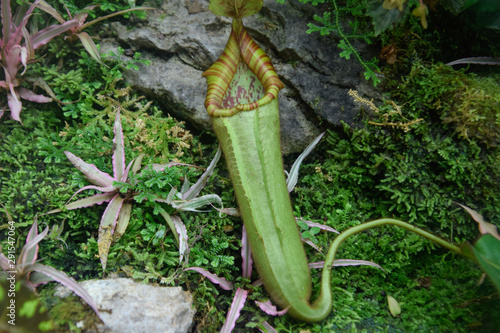 Obraz na płótnie meat eater plant, tropical forest plant close up, botany w salonie
