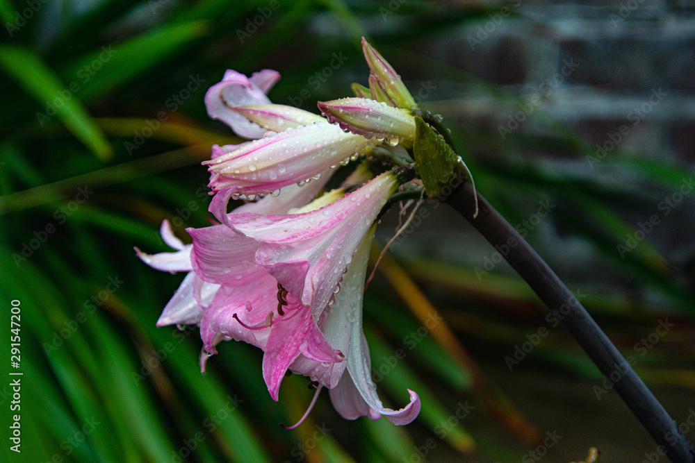 close up of the white-pink lily flowers, on a rainy day, water drops on the flowers