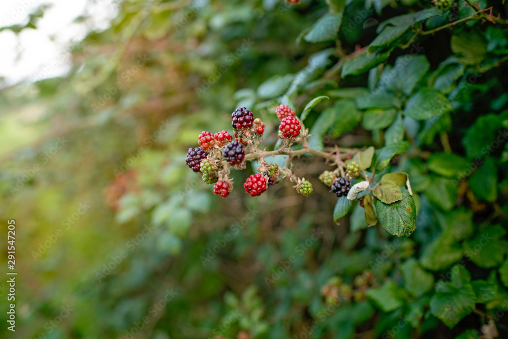 Blackberries in the Cotswolds Blackberries in the Cotswolds