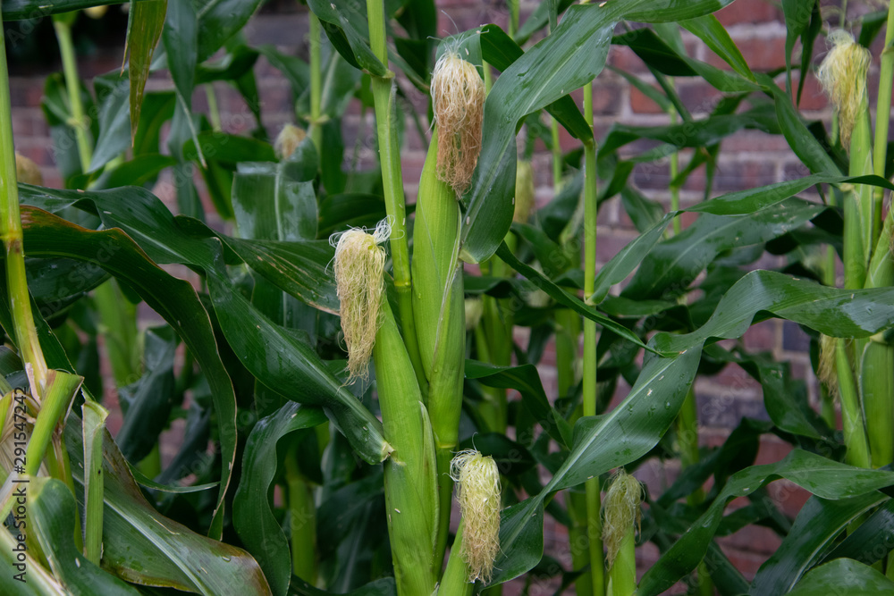 corn plant in the garden, close up