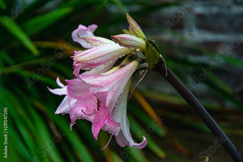 Obraz na płótnie close up of the white-pink lily flowers, on a rainy day, water drops on the flowers w salonie