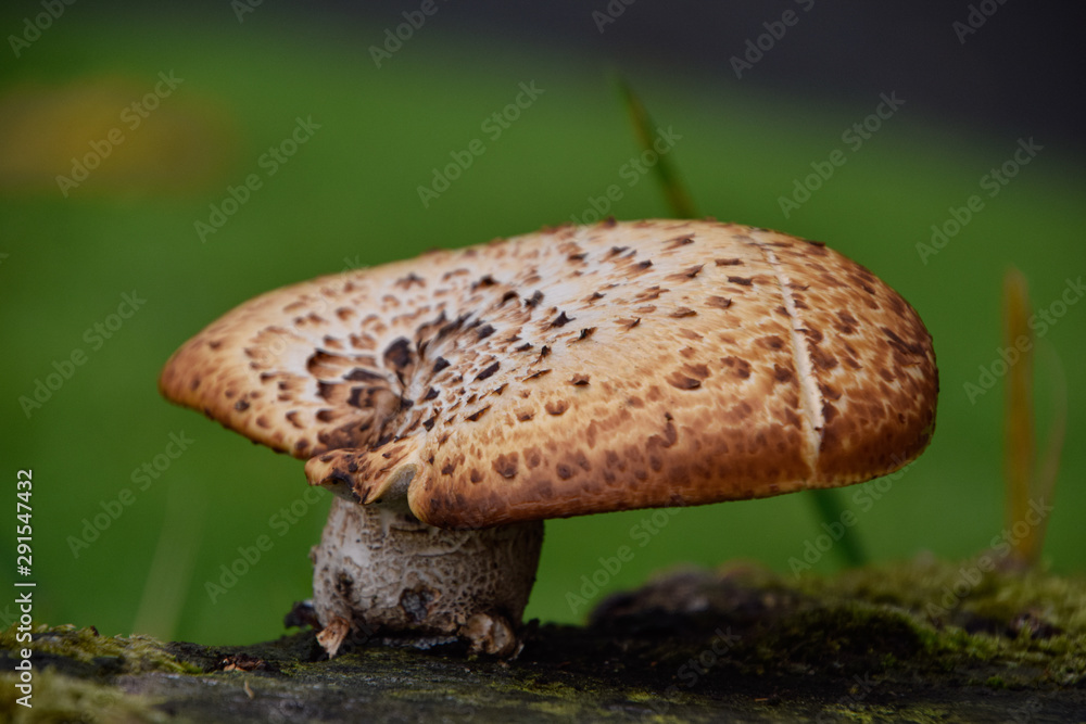 mushroom close up, one single isolated mushroom