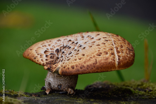 Obraz na płótnie mushroom close up, one single isolated mushroom w salonie