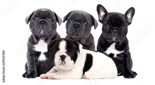 group of bulldog puppies looking up on a white background